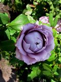 Rose-violett-01.JPG