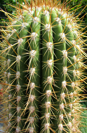 Datei:Kaktus-hoch.JPG