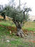 Olivenbaum-klein.jpg