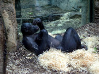 Bonobo-041.JPG
