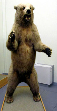 Grizzly-lausanne.JPG