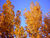 Herbstbäume.JPG