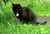 Katze-schwarz-klein1.png