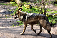 Streifender-wolf.jpg