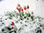 Tulpen-im-schnee.jpg